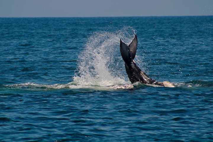 Puerto Vallarta Private Whale Watching Sailing Tour — Half-Day Humpback Safari photo 1