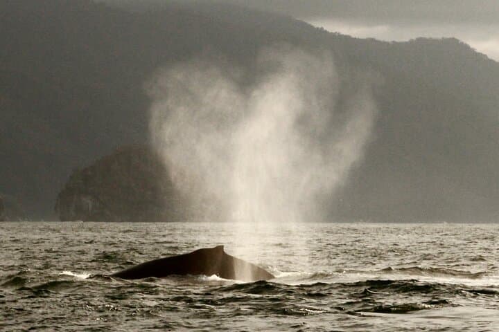 Puerto Vallarta Private Whale Watching Sailing Tour — Half-Day Humpback Safari photo 2