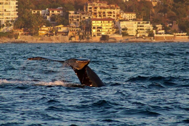 Puerto Vallarta Private Whale Watching Sailing Tour — Half-Day Humpback Safari photo 3