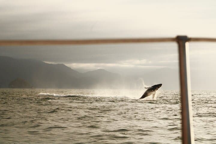 Puerto Vallarta Private Whale Watching Sailing Tour — Half-Day Humpback Safari photo 4