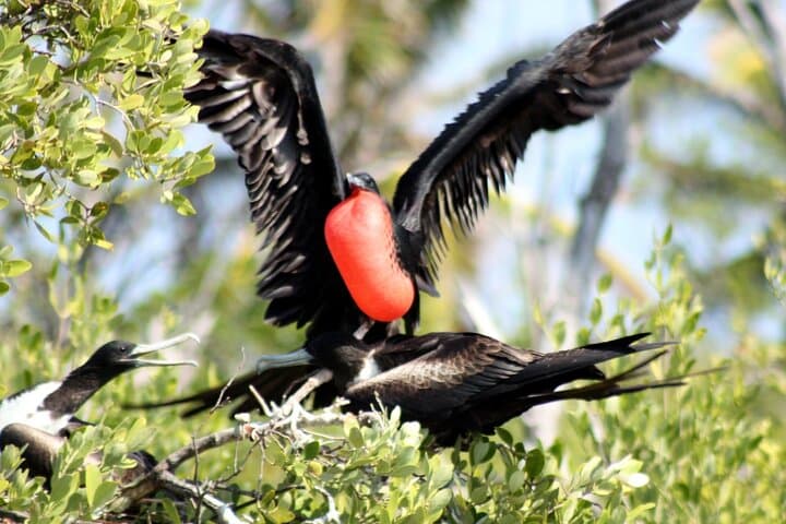 Full-Day Isla Contoy & Isla Mujeres Tour from Riviera Maya — Boat, Birds & Snorkel photo 6