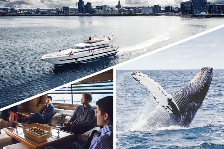 Luxury Whale Watching Yacht Cruise from Reykjavik Old Harbor