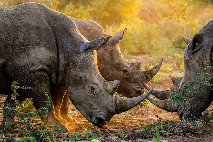 Aquila Big Five Safari and Fairview Wine & Cheese Day Trip from Cape Town photo 2