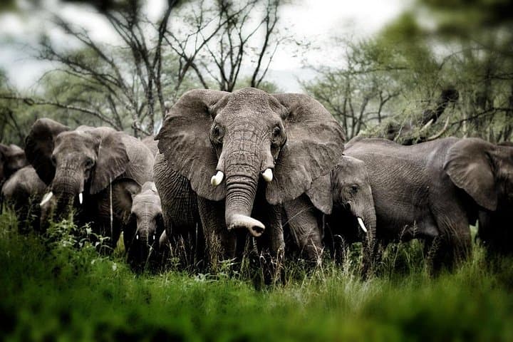 Aquila Big Five Safari and Fairview Wine & Cheese Day Trip from Cape Town photo 3