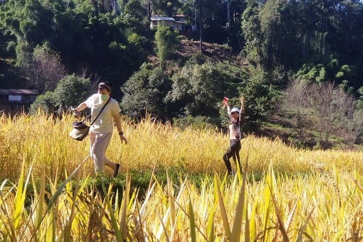 Doi Inthanon One-Day Eco Trek to Thailand's Highest Peak and Ten-Tier Waterfall photo 4