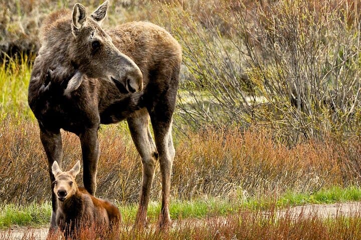 Private Grand Teton Wildlife Safari: 8-Hour Guided Adventure from Jackson photo 3