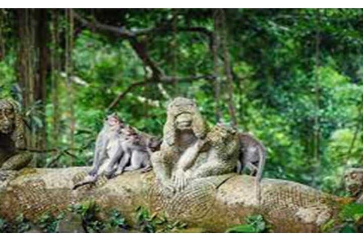 Ubud Day Tour: Monkey Forest, Tegalalang Rice Terraces, Jungle Swing & Tanah Lot Temple photo 6