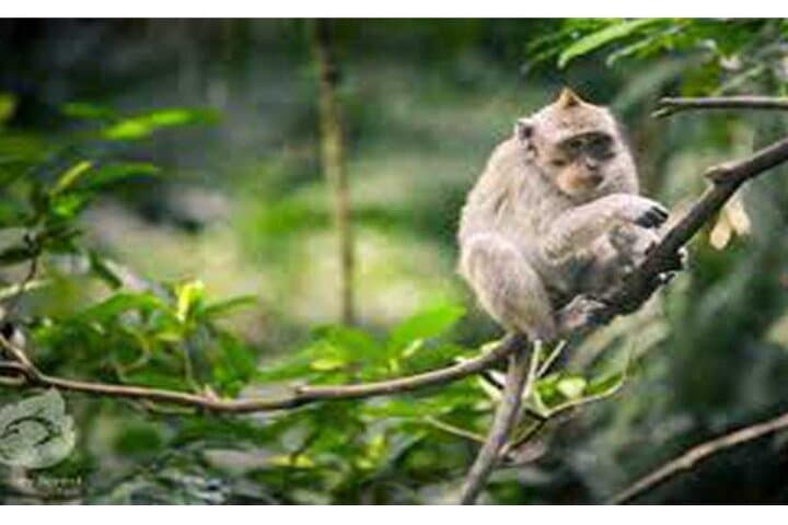 Private Bali Day Tour to Tirta Empul, Tukad Cepung Waterfall & Penglipuran Village photo 5