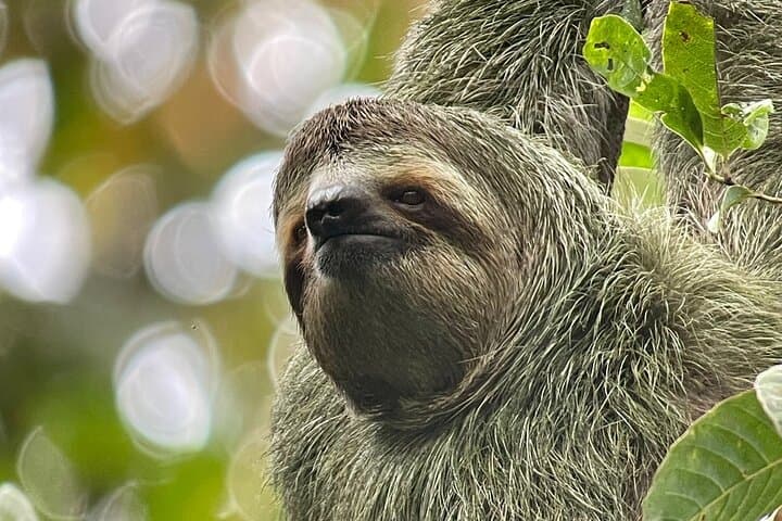 Manuel Antonio Guided Wildlife Walk with Mauro — Park Tickets Required