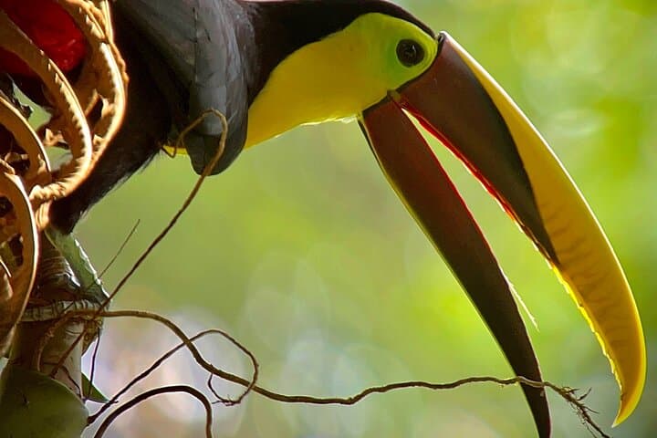 Manuel Antonio Guided Wildlife Walk with Mauro — Park Tickets Required photo 2
