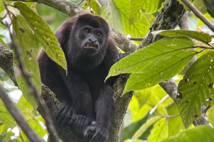Manuel Antonio Guided Wildlife Walk with Mauro — Park Tickets Required photo 3