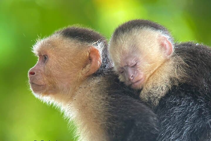Manuel Antonio Guided Wildlife Walk with Mauro — Park Tickets Required photo 5
