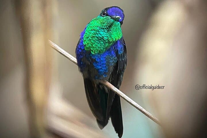 Manuel Antonio Guided Wildlife Walk with Mauro — Park Tickets Required photo 6