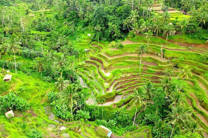 Best of Ubud Tour: Monkey Forest, Rice Terraces & Aloha Swing photo 3