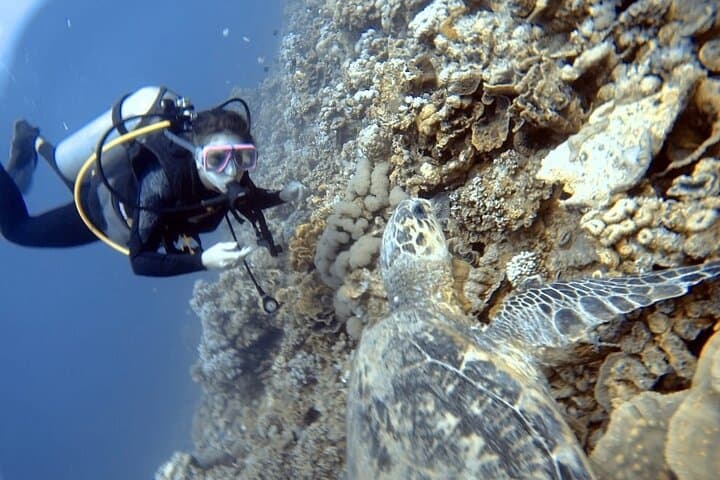 Aqaba Boat Dive: Guided Wreck and Reef Dives with Lunch photo 4