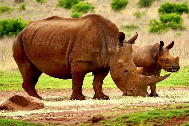 Three-Day Private Kruger Game Drive — Big Five, Wild Dogs & River-Facing Lodging photo 6