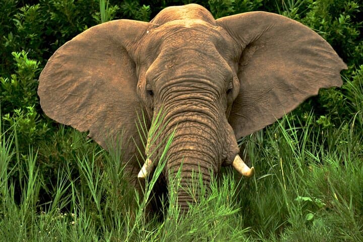 Full-Day Hluhluwe Safari & Emdoneni Wild Cat Encounter from Durban photo 5