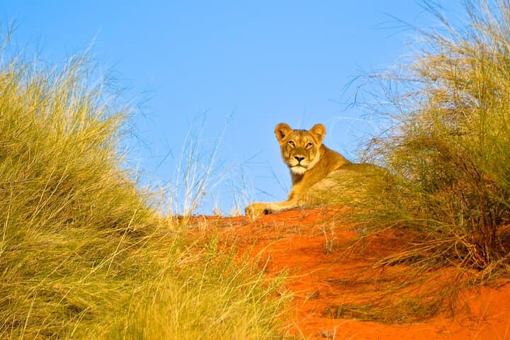 Full-Day Hluhluwe Safari & Emdoneni Wild Cat Encounter from Durban photo 6