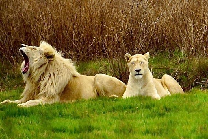 Day Tour to the Cradle of Humankind: Sterkfontein Caves & Rhino and Lion Park from Johannesburg