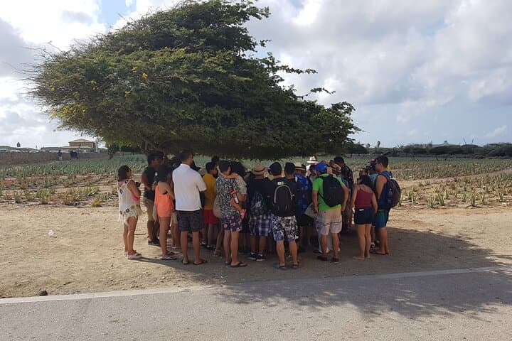Full-Day Aruba Island Tour: California Lighthouse, Casibari & Baby Beach Swim photo 5