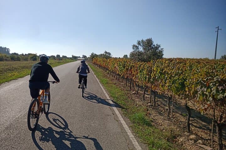 Cycle the Bairrada Vineyards: Full-Day Wine & Sparkling Tasting from Coimbra photo 2