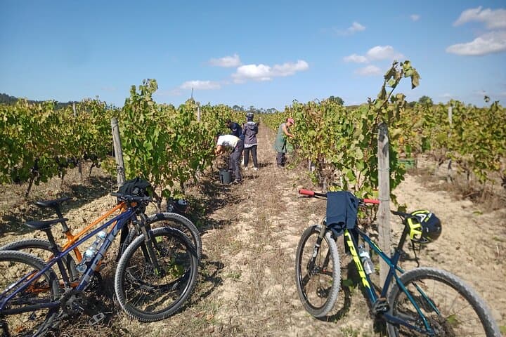 Cycle the Bairrada Vineyards: Full-Day Wine & Sparkling Tasting from Coimbra