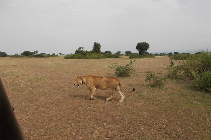 4-Day Kidepo Wildlife Safari — Kidepo Valley National Park from Kampala photo 3