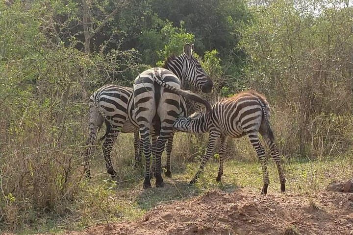 4-Day Kidepo Wildlife Safari — Kidepo Valley National Park from Kampala photo 4