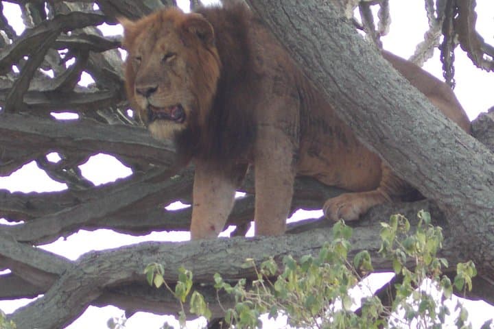 4-Day Queen Elizabeth and Lake Mburo Savanna Safari, Uganda photo 4