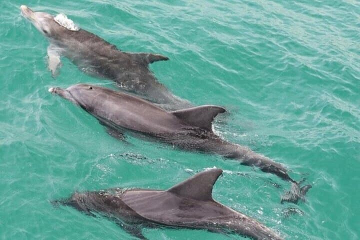 Jervis Bay Day Trip: Dolphins, Kangaroos & Hyams Beach photo 4