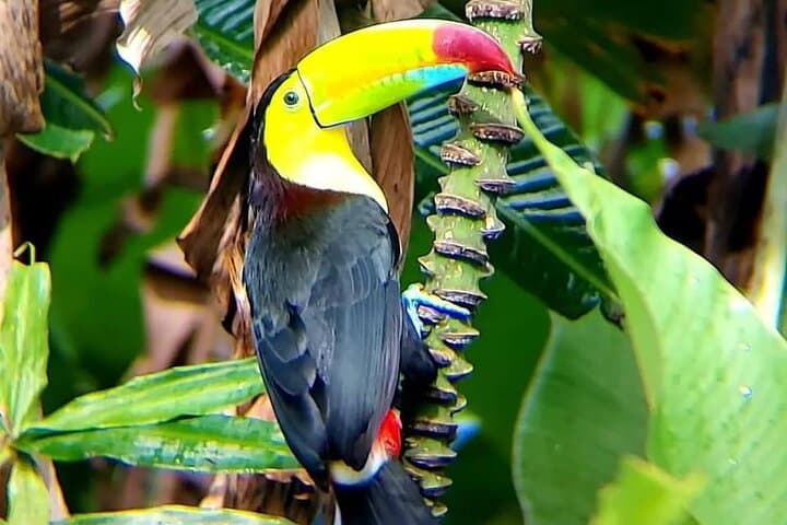 Río Celeste Blue River Waterfall & Rainforest Full-Day Tour from Playa Flamingo photo 4