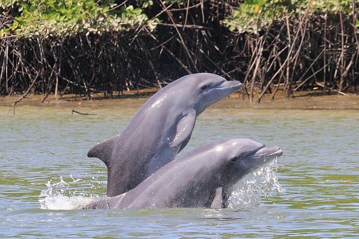 Half-Day Dolphin and Bird Watching in the Puerto El Morro Mangroves