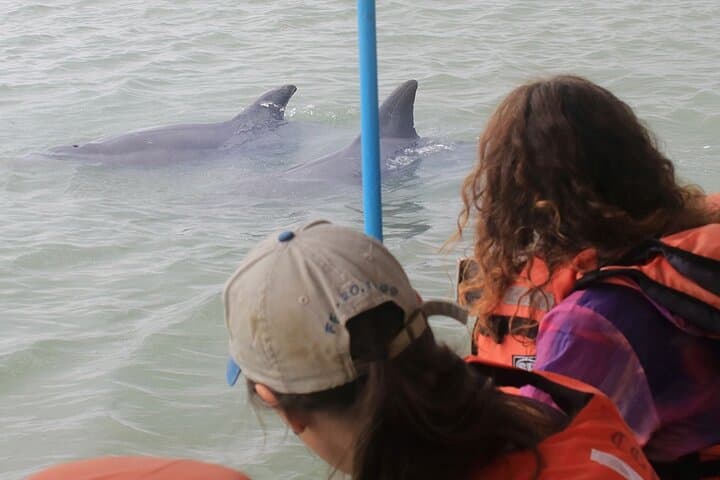 Half-Day Dolphin and Bird Watching in the Puerto El Morro Mangroves photo 2