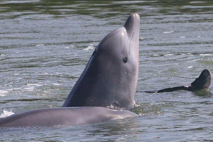Half-Day Dolphin and Bird Watching in the Puerto El Morro Mangroves photo 3