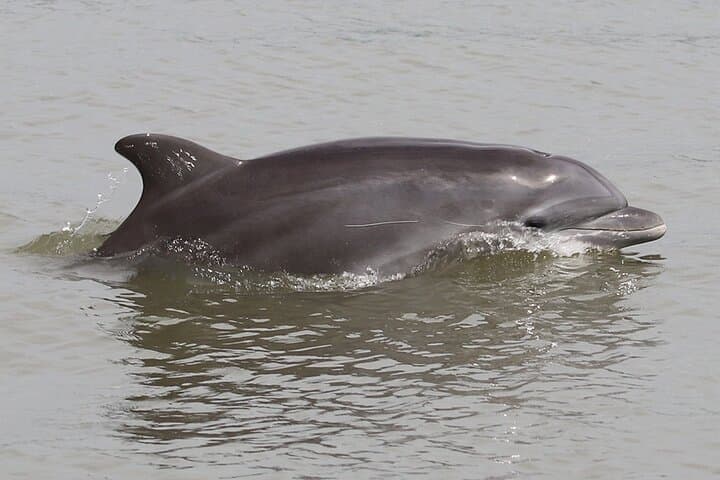 Half-Day Dolphin and Bird Watching in the Puerto El Morro Mangroves photo 4