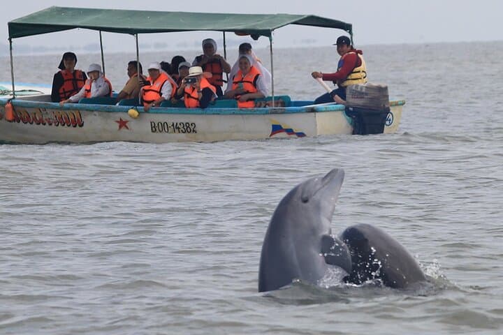 Half-Day Dolphin and Bird Watching in the Puerto El Morro Mangroves photo 5