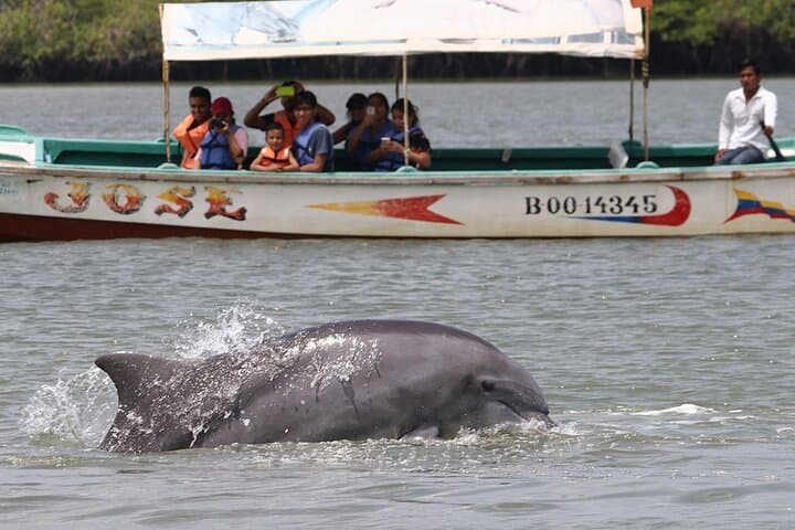 Half-Day Dolphin and Bird Watching in the Puerto El Morro Mangroves photo 6