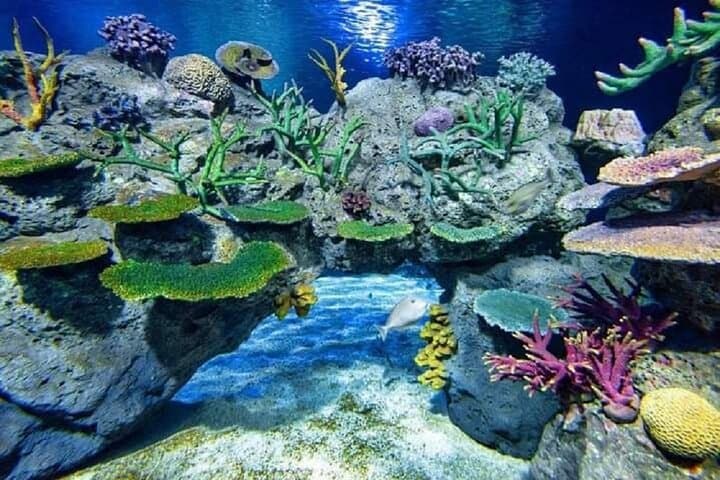 Angkor Wildlife & Aquarium Half-Day Tour — Siem Reap's Living Menagerie photo 4
