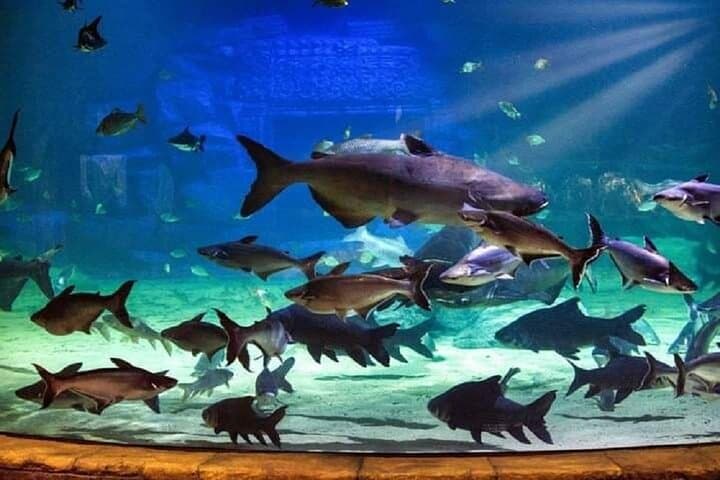 Angkor Wildlife & Aquarium Half-Day Tour — Siem Reap's Living Menagerie photo 5