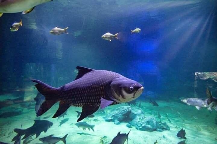 Angkor Wildlife & Aquarium Half-Day Tour — Siem Reap's Living Menagerie photo 6