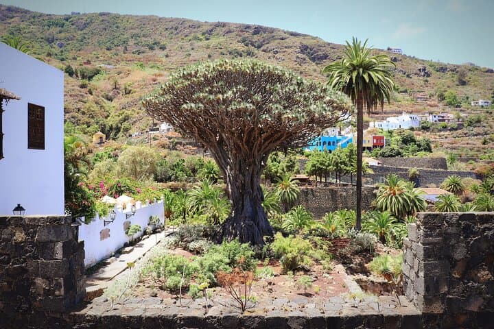 Full-Day Masca, Garachico, Icod & Teide National Park Tour from Tenerife photo 6