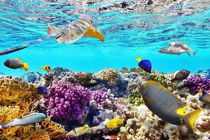 Tiran Island Snorkeling Excursion from Sharm el Sheikh — Coral Reefs, Turtles & Clear Water