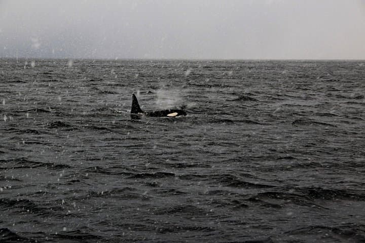 Polar Whale Safari from Tromsø — All-Inclusive Boat Trip to Skjervøy photo 4
