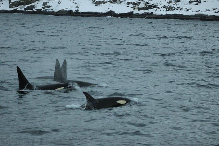 Polar Whale Safari from Tromsø — All-Inclusive Boat Trip to Skjervøy photo 2