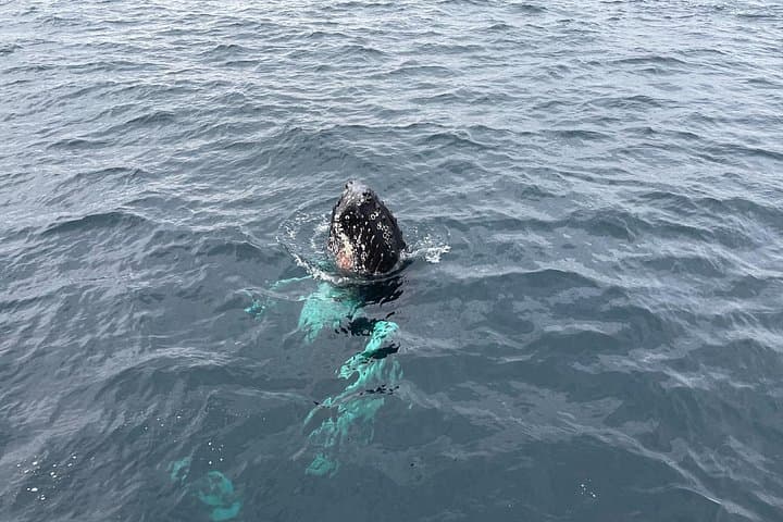 Polar Whale Safari from Tromsø — All-Inclusive Boat Trip to Skjervøy photo 3
