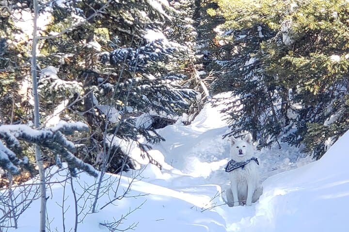 Guided Uinta Forest Winter Hike: 3.5-Mile Loop with Fire & Charcuterie