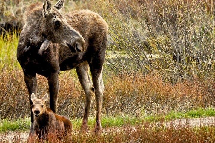 Private Sunset Wildlife Safari in Grand Teton — 4-Hour Guided Adventure photo 3