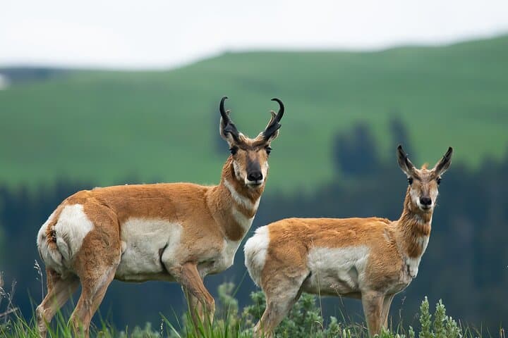 Private Sunset Wildlife Safari in Grand Teton — 4-Hour Guided Adventure photo 4