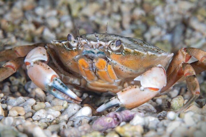 Try Scuba Diving in Galway: Explore the Coral Strand Shallows