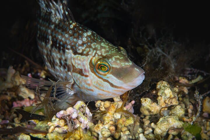Try Scuba Diving in Galway: Explore the Coral Strand Shallows photo 3